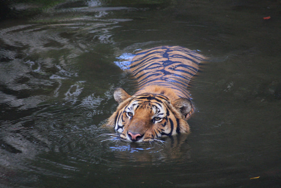 Swimming Tiger by Dmitry Krendelev on flickr