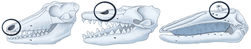 Nasal drift in early cetaceans